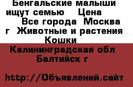 Бенгальские малыши ищут семью) › Цена ­ 5 500 - Все города, Москва г. Животные и растения » Кошки   . Калининградская обл.,Балтийск г.
